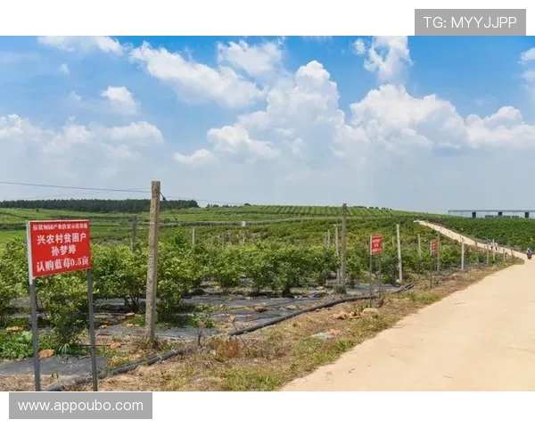 广州欧博集团推动绿色环保产业的实践与可持续发展路径